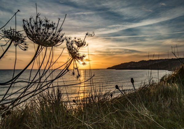 Charmouth beach cow parsley sunset
