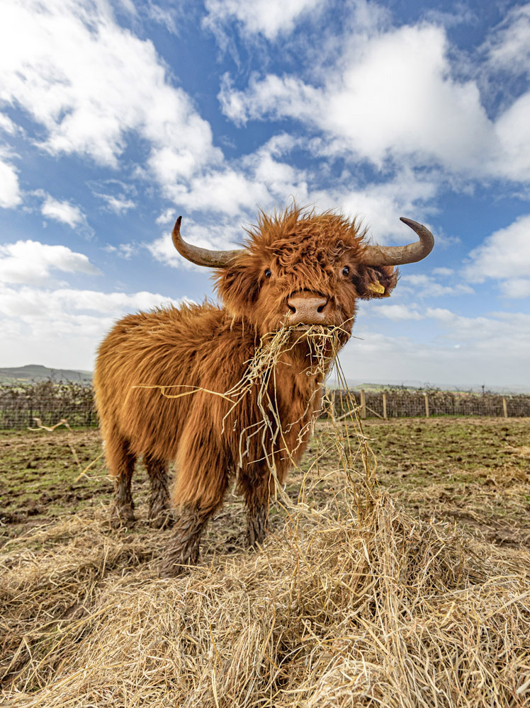 Young Coo (portrait)